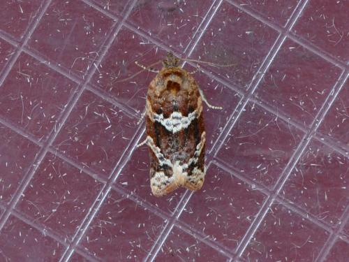 Réf. 313 291 : Argyrotaenia ljungiana